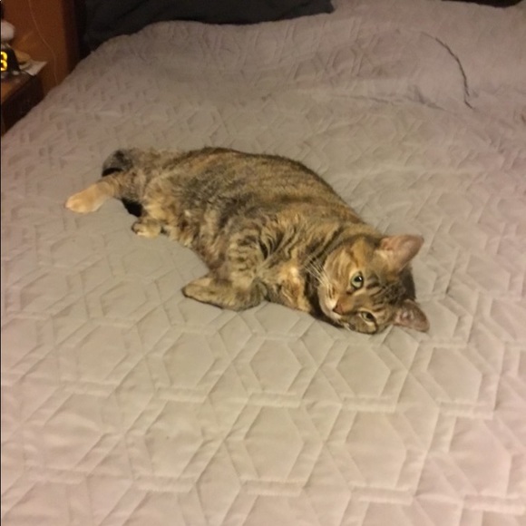 Meet your Posher, Amber - Picture 1 of 1